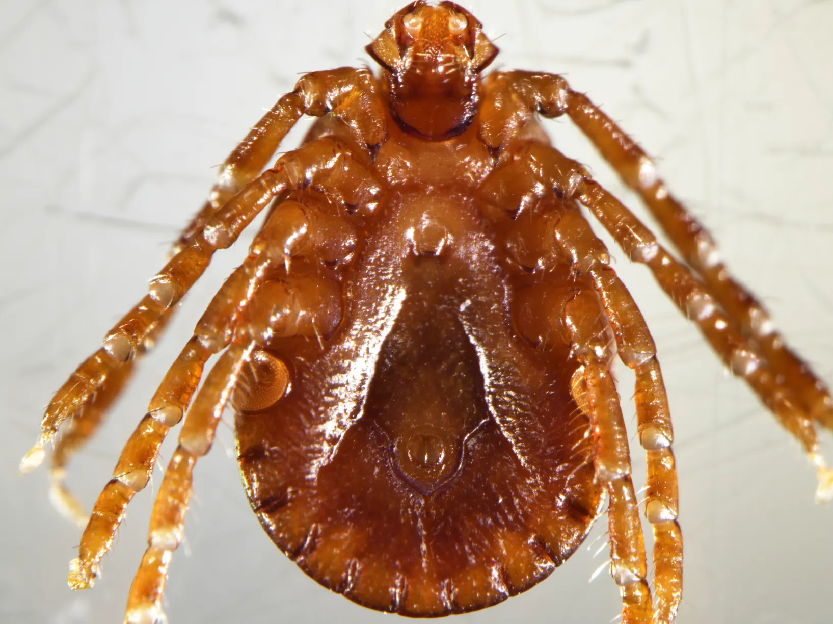 Asian longhorned tick 