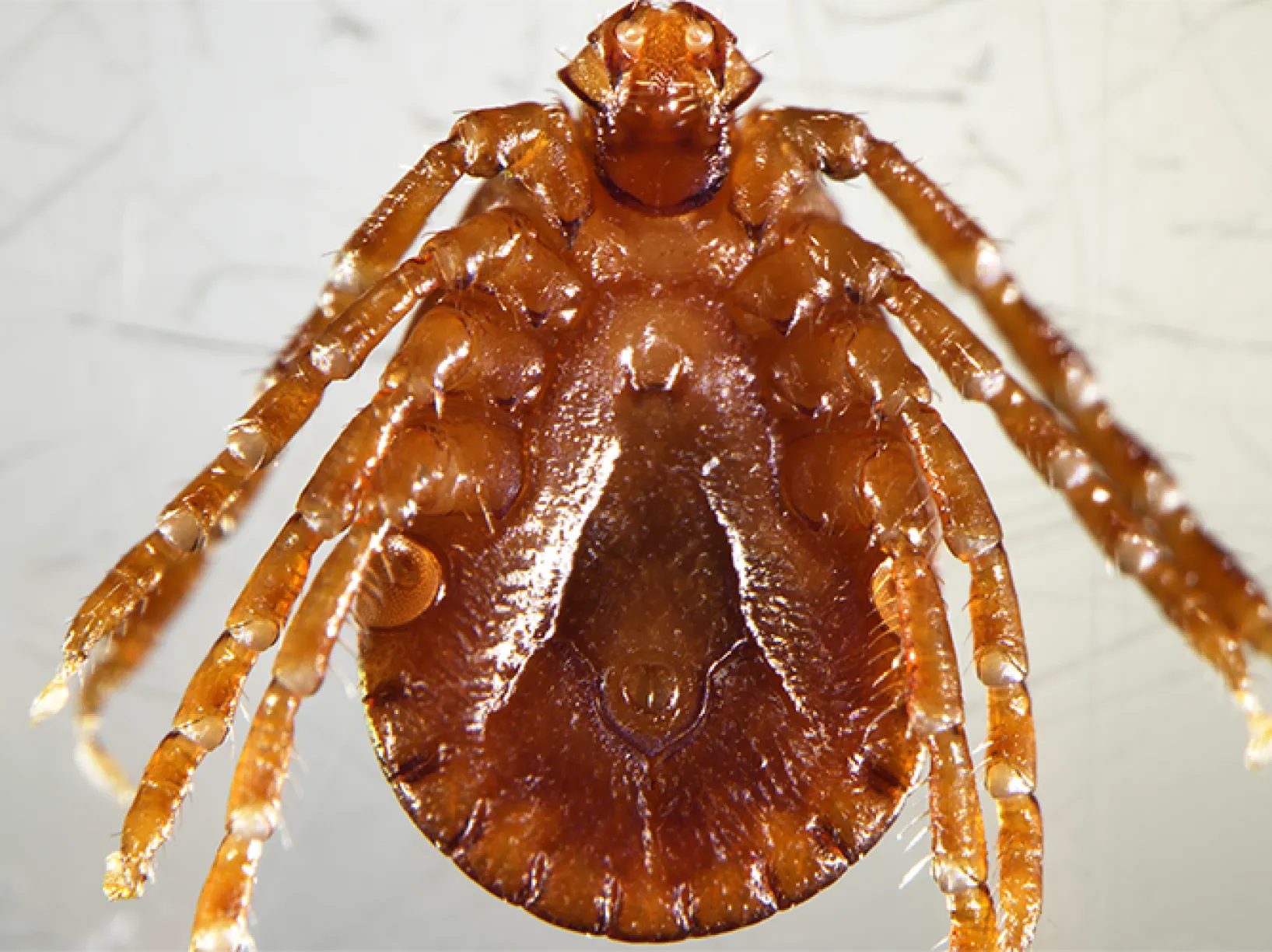 Asian Longhorned Tick
