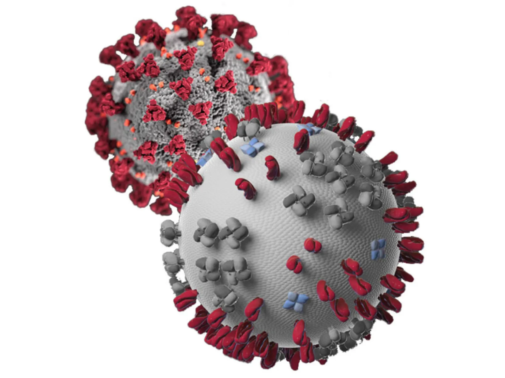 covid 19 virus graphic