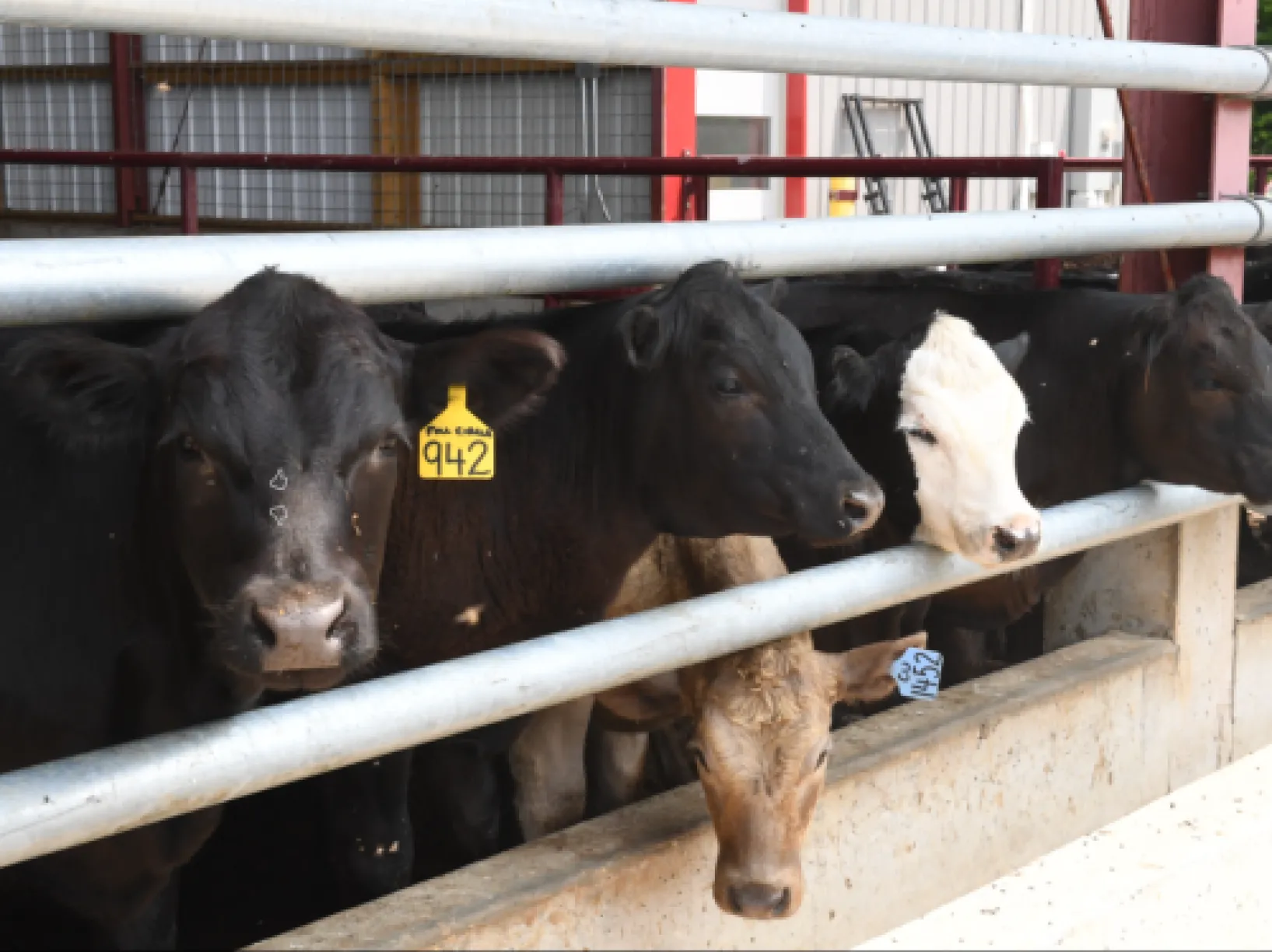 cows stock photo