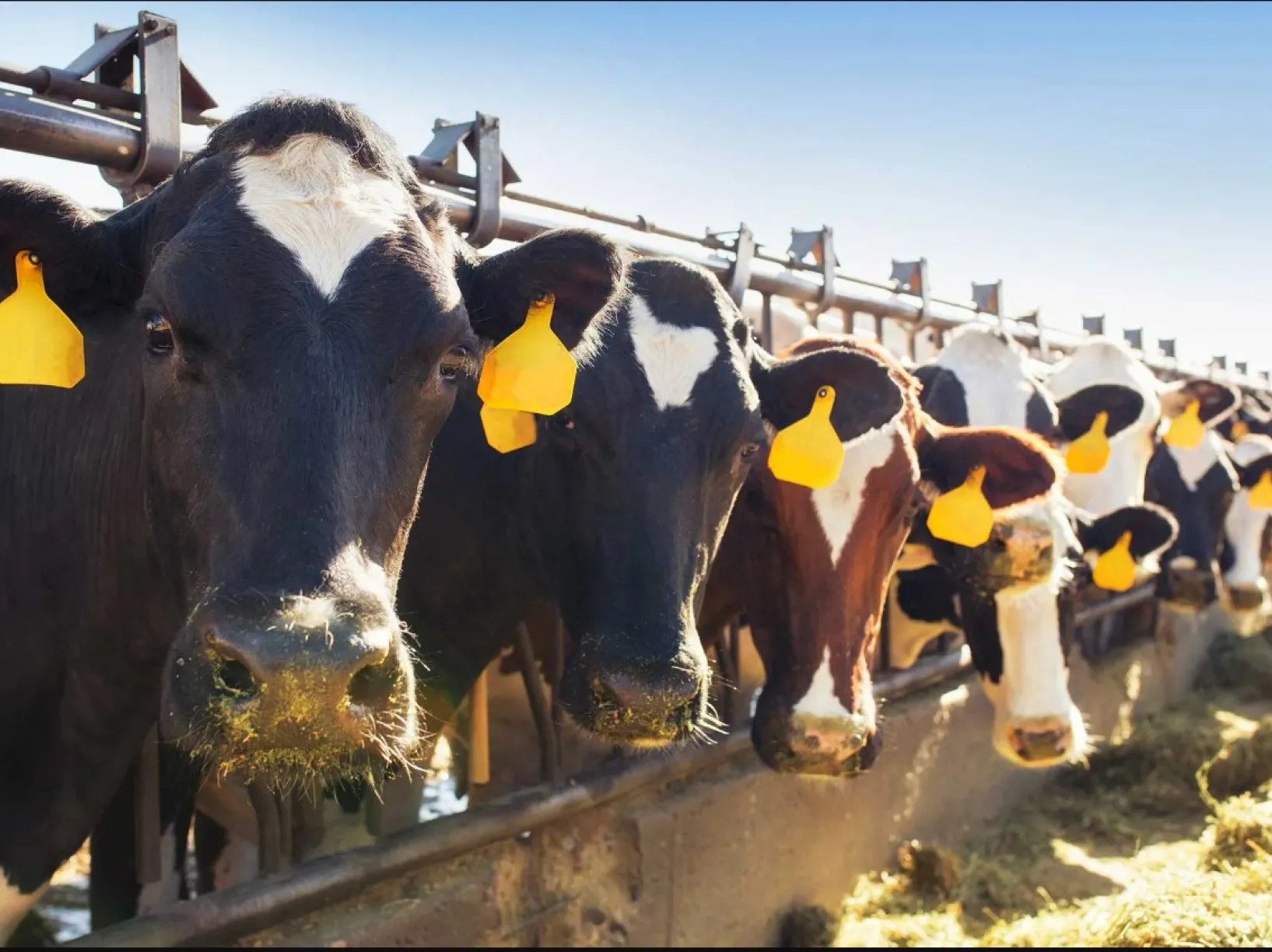 stock photo of cows