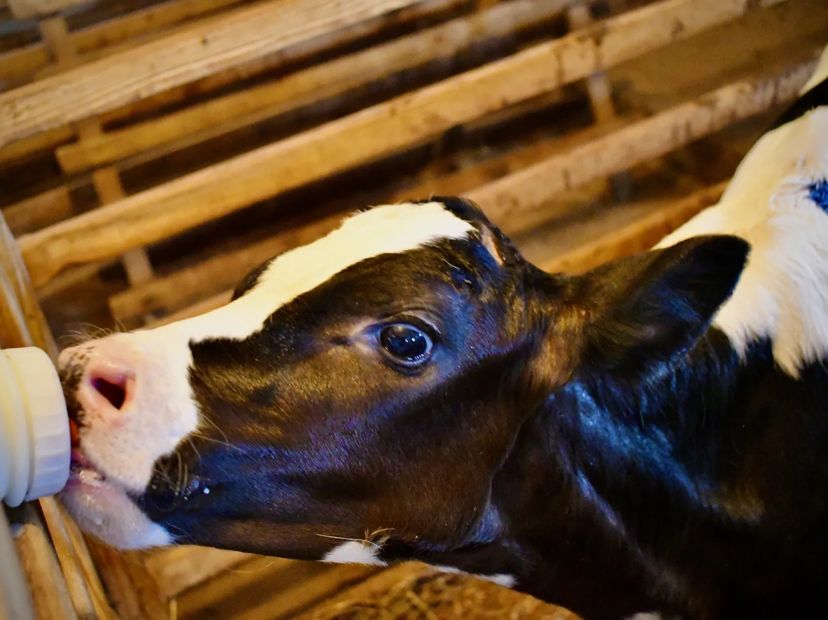 Only 10 viral particles cause H5N1 avian flu infection in cows