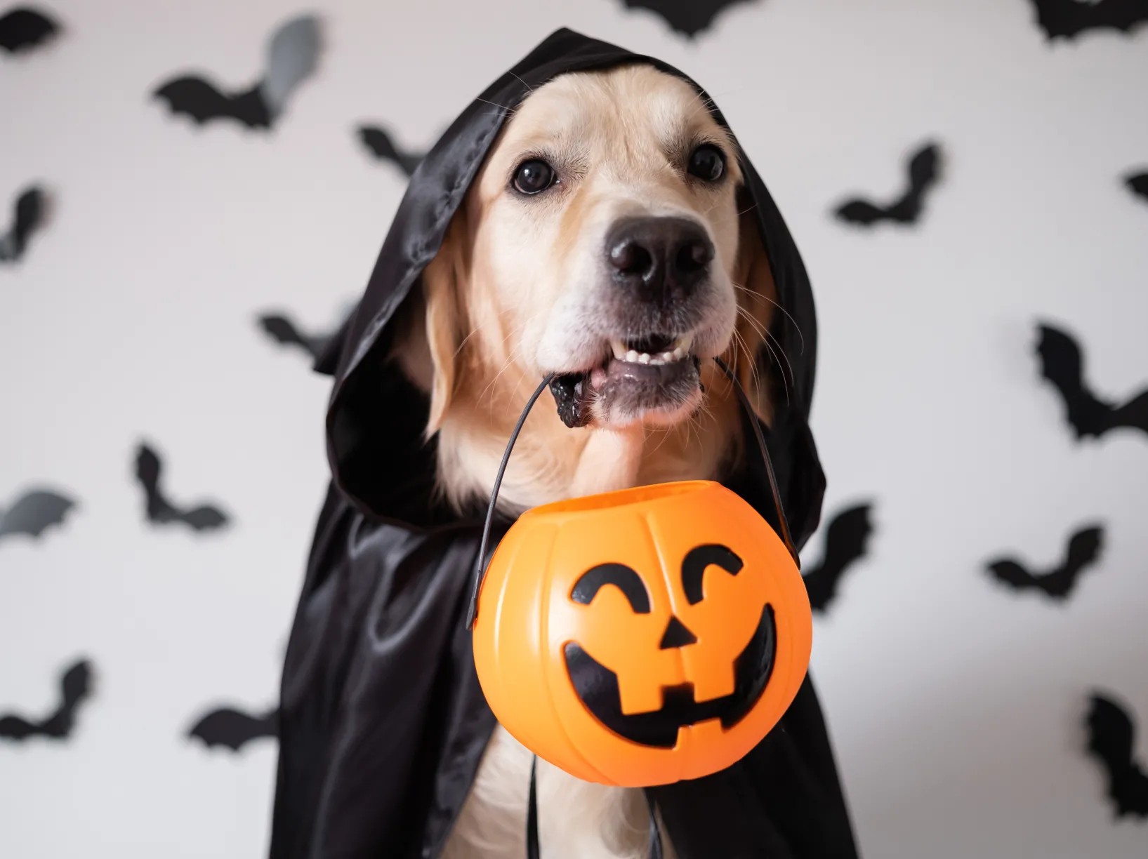 Eight Tips for a Scare-free Howl-o-ween  