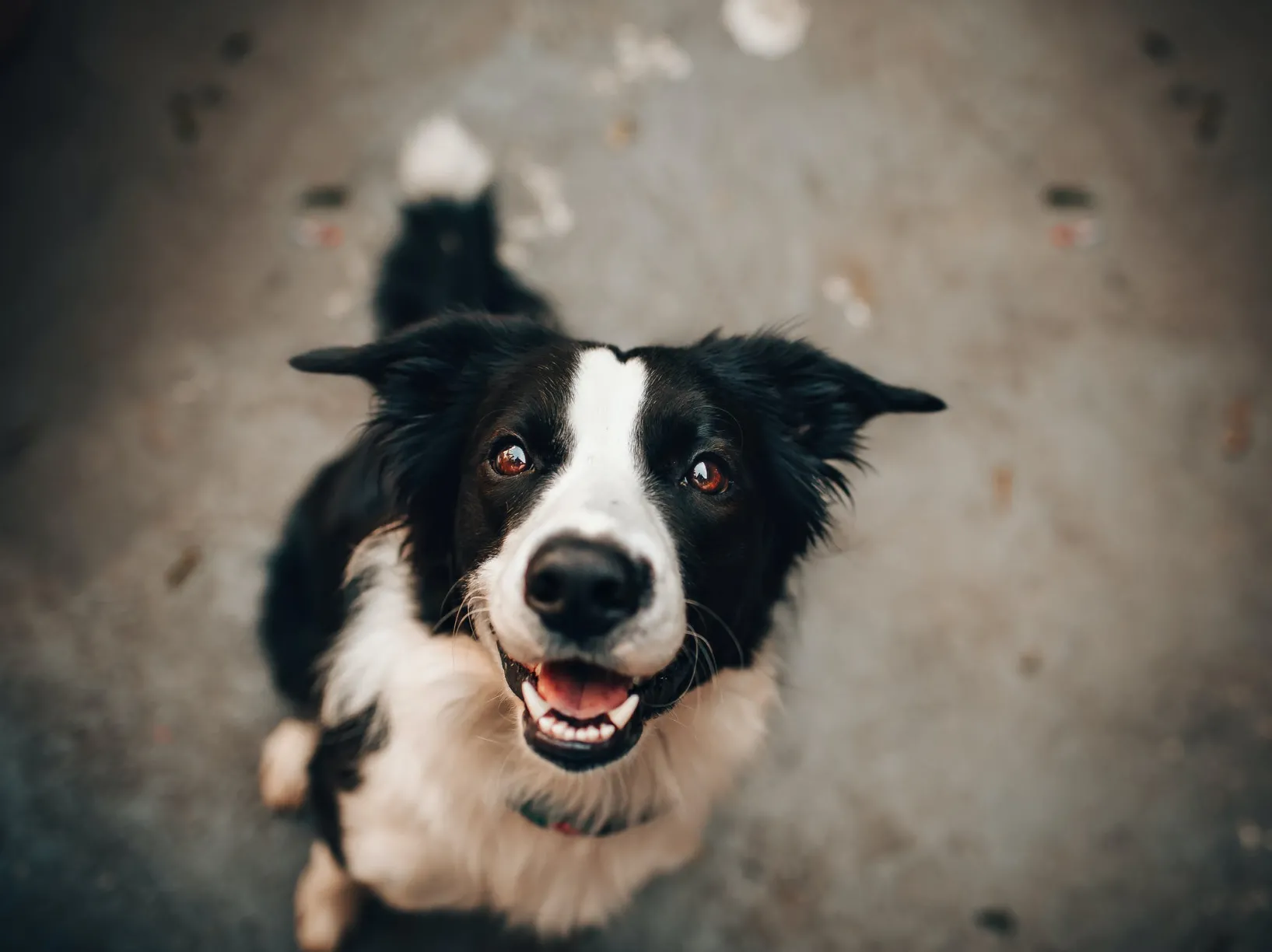 A dog looking at the photographer