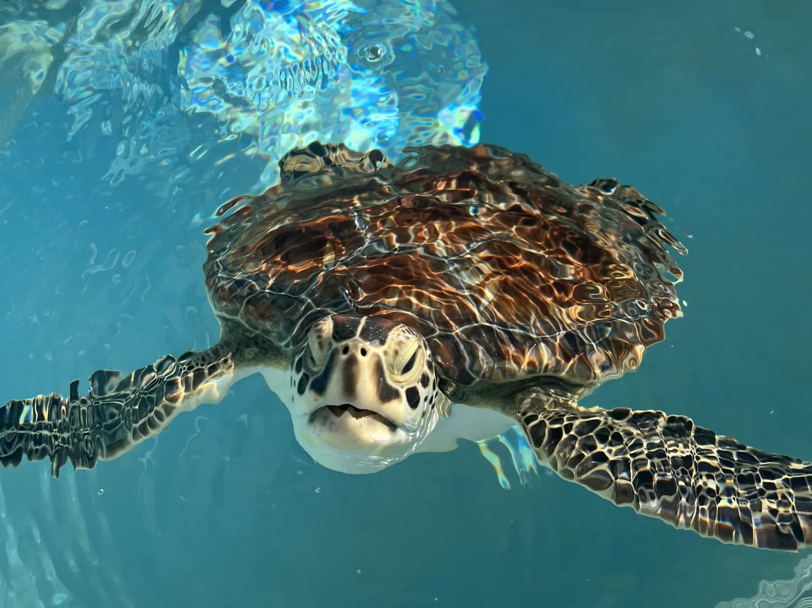 sea turtle swimming in water