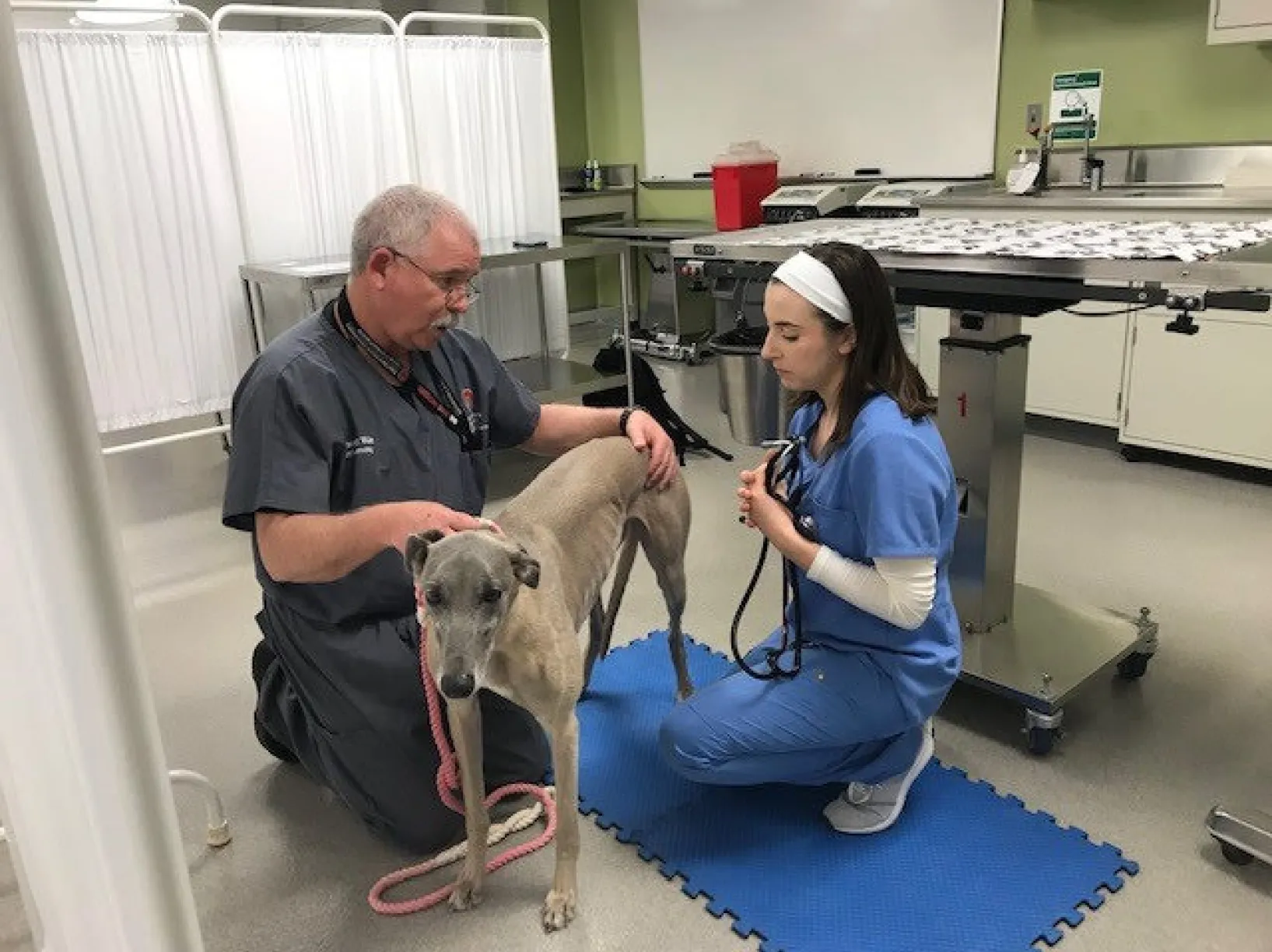 A vet and a vet student examining a dog