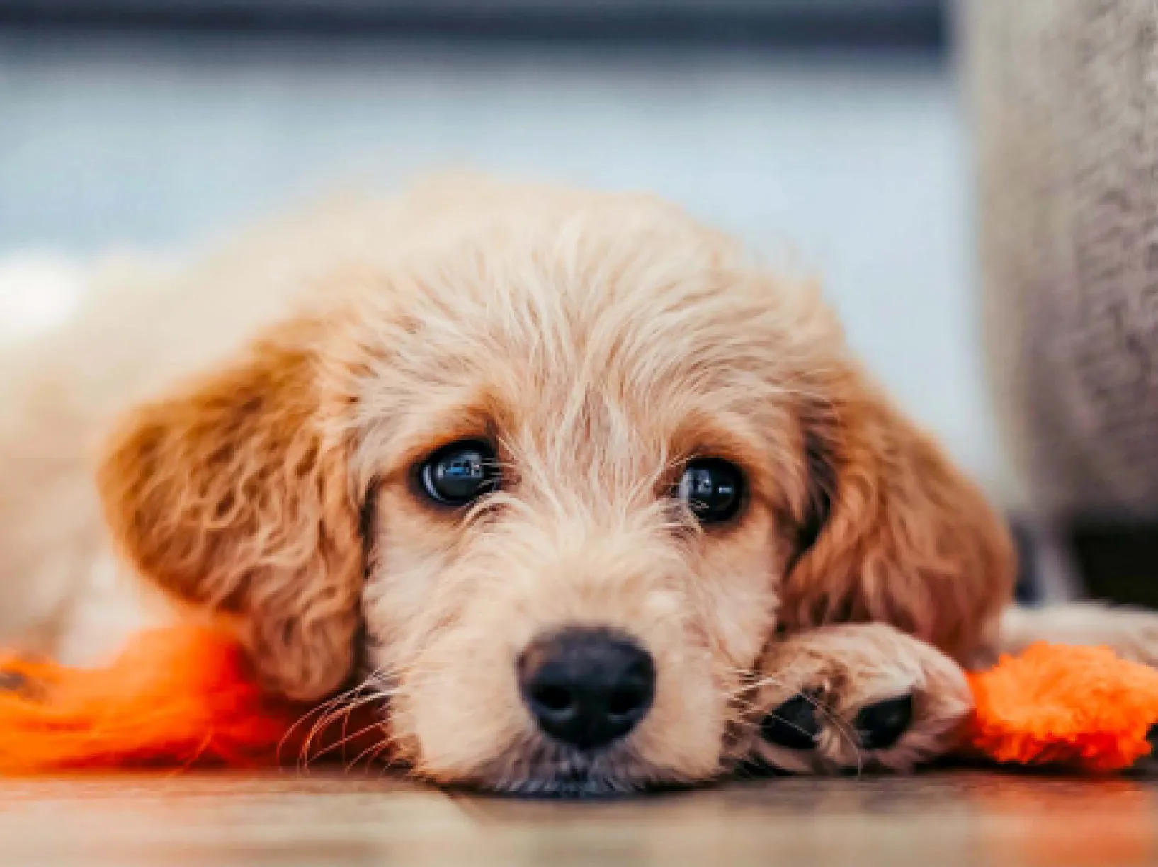 A dog laying on the floor