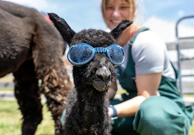 Creed the cria who was seen at large animal service