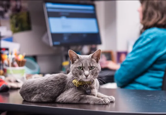 grey cat sitting next to woman at computer