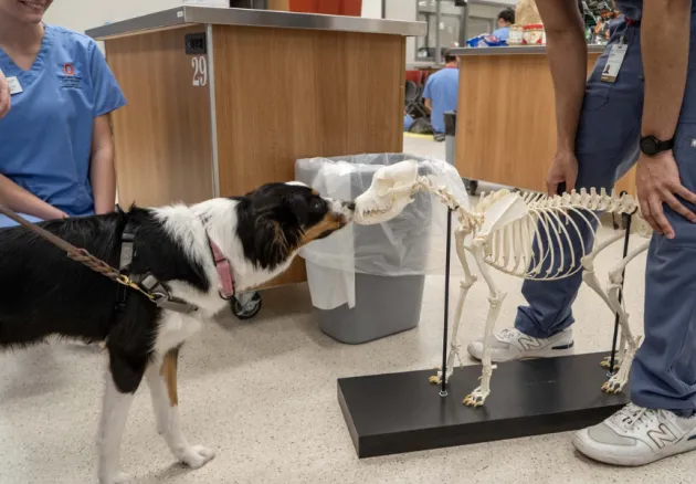 dog sniffing dog skeleton model 