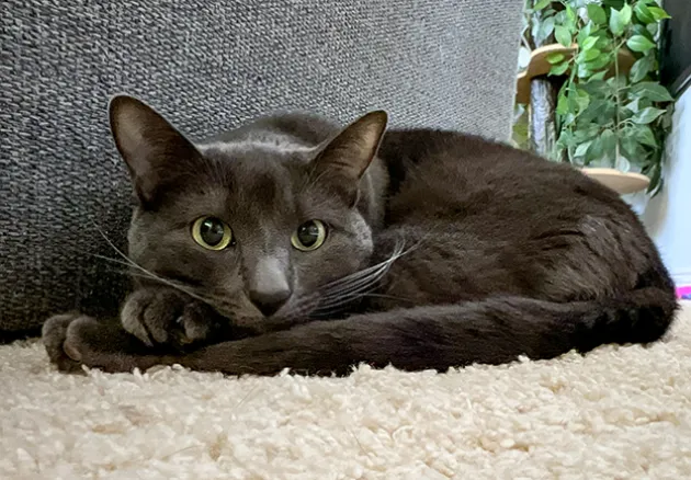Samurai the cat