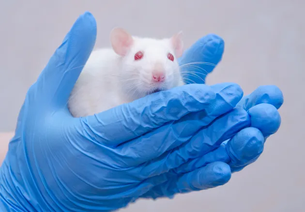 white rat held in gloved hands