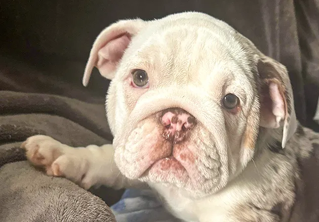 Posie the puppy