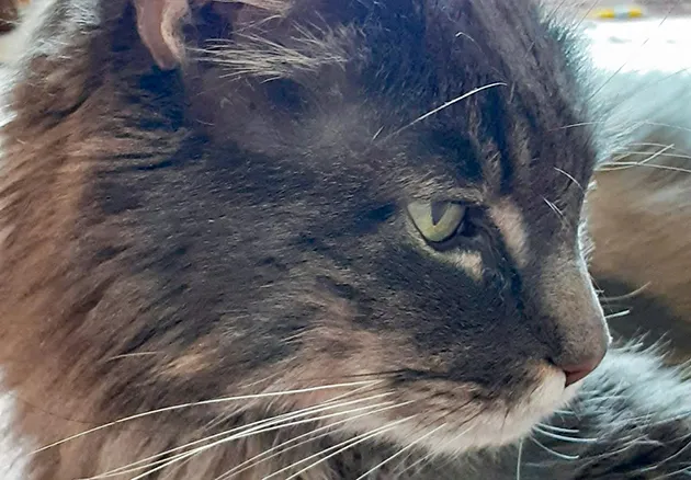 Leo the cat