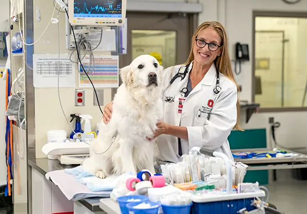 Dr. Yaxley in the Emergency and Critical Care Department with dog on exam table