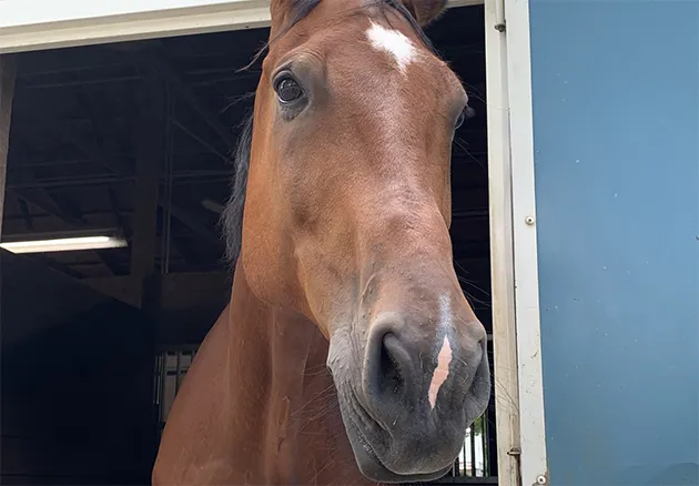 Ceegan the horse who belongs to a grateful client.