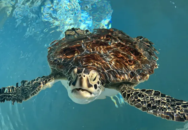 sea turtle swimming in water