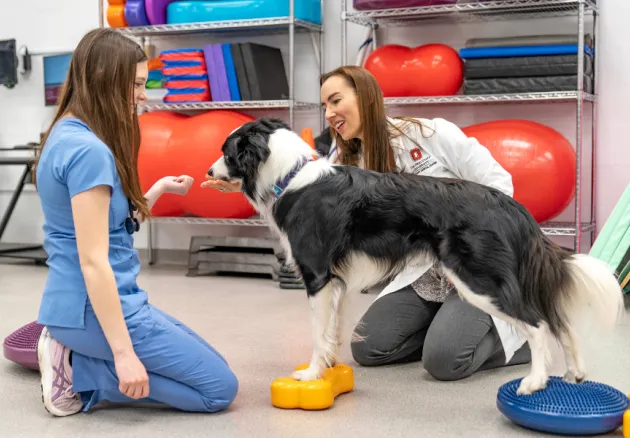 veterinary student with dog standing next to dr.arielle markley in rehab