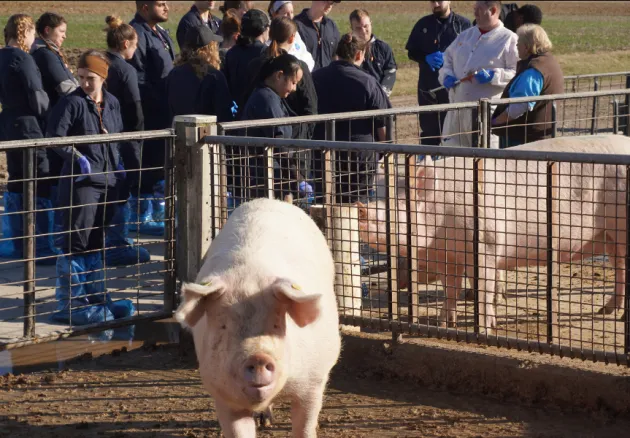 two pigs next to veterinary students and faculty standing outside