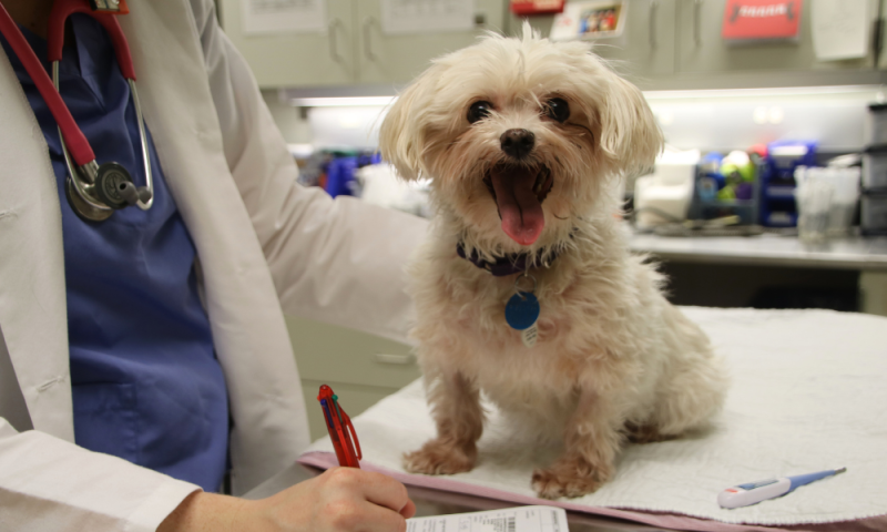 cute small white dog on exam table from oncology service