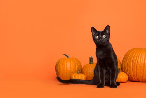 black cat sitting in front of pumpkins