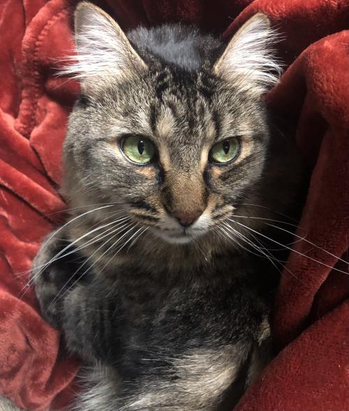 lua tiger cat sitting in red blanket