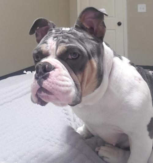 english bulldog Phat Phat after treatment