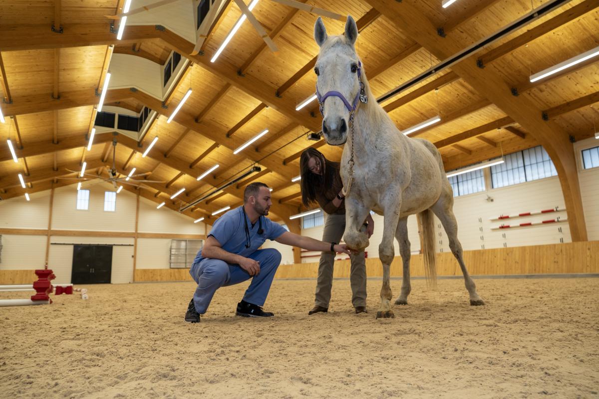 Shadow Montag and Alison Gardner examine a horse 