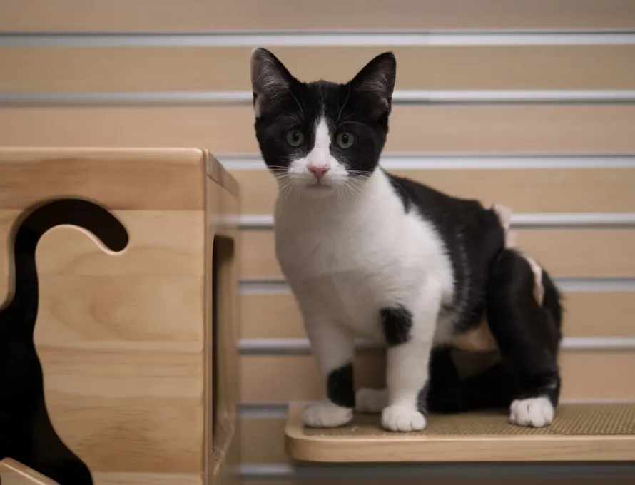 A cat sitting on a bench