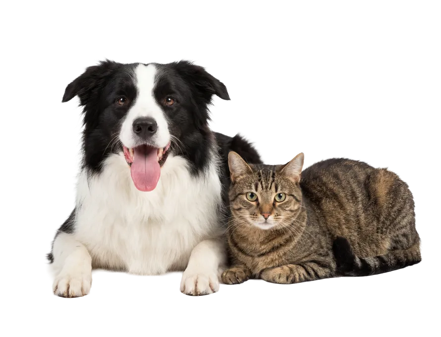 Black and white dog next to a brown cat.