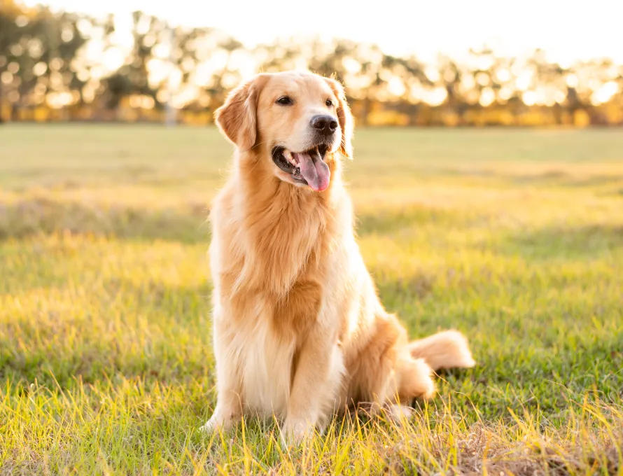 Dog in field