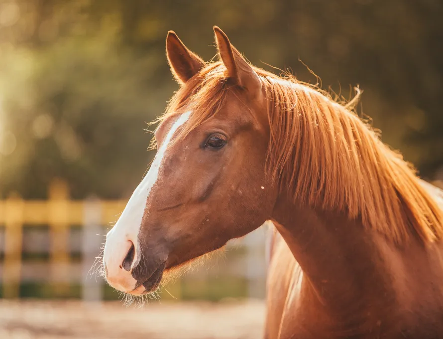 Horse on farm