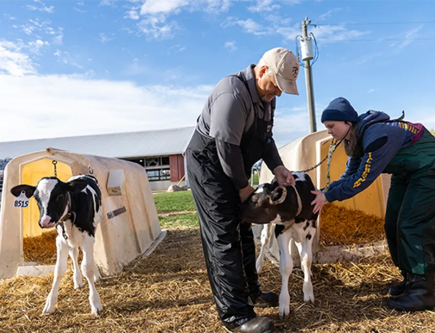Two veterinarians examine a calf