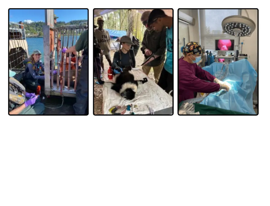 photo of a student on a fishing dock, a student with a lemur and a student in an operating room