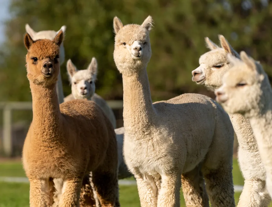 group of brown and white alpacas in a field