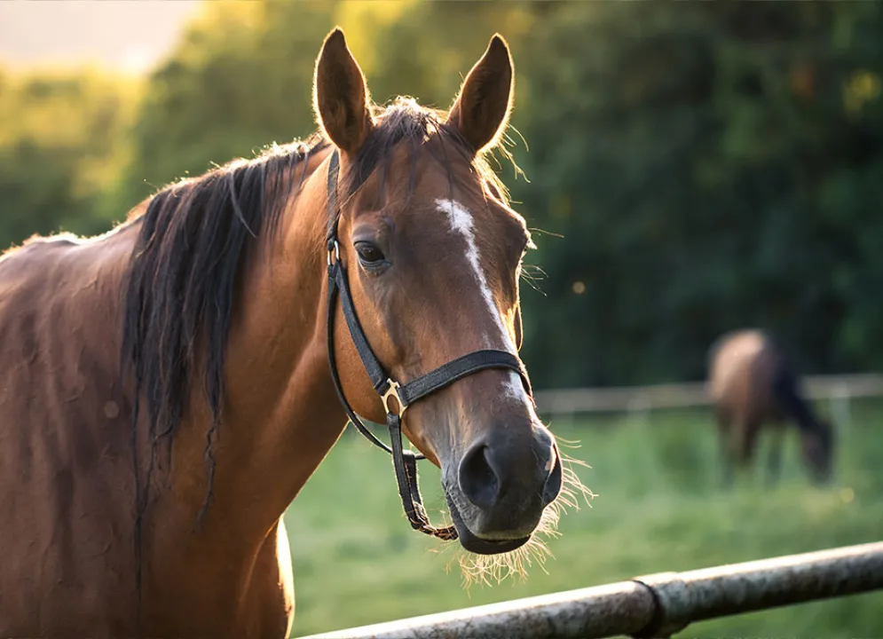 A headshot of a horse's head extended over a fence. 