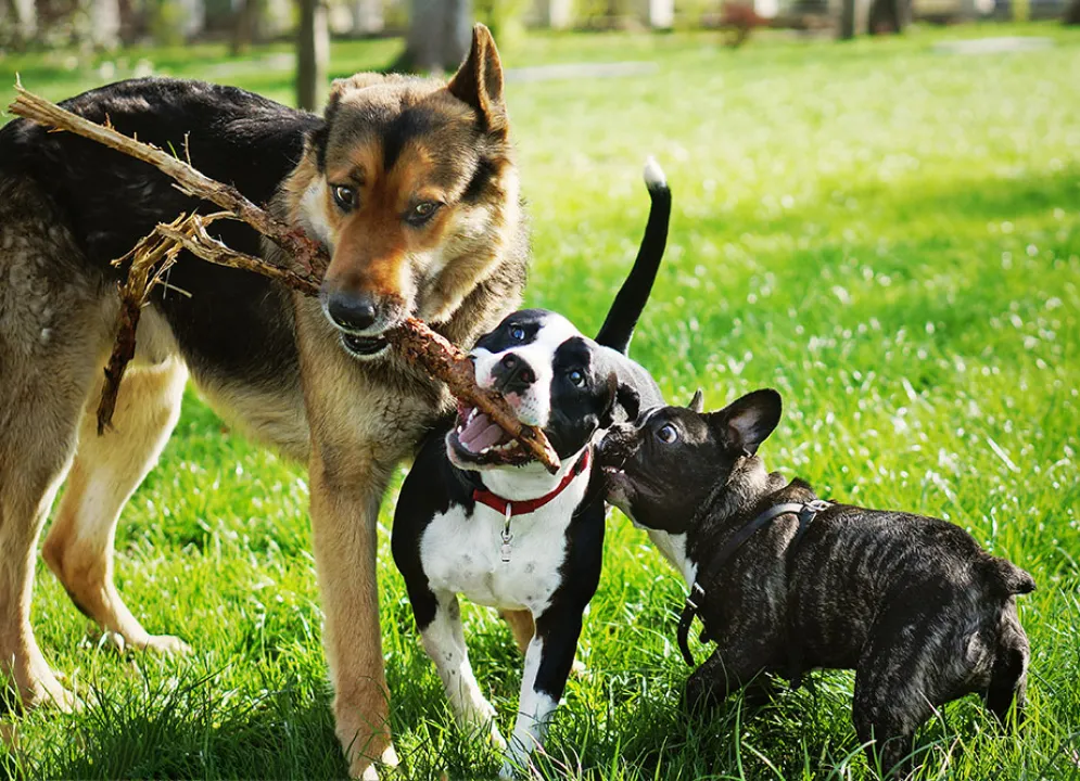 Three dogs playing together