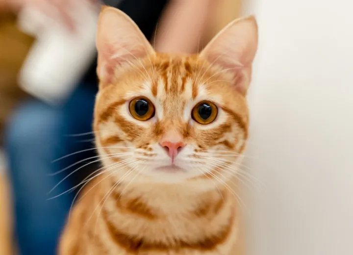 cat