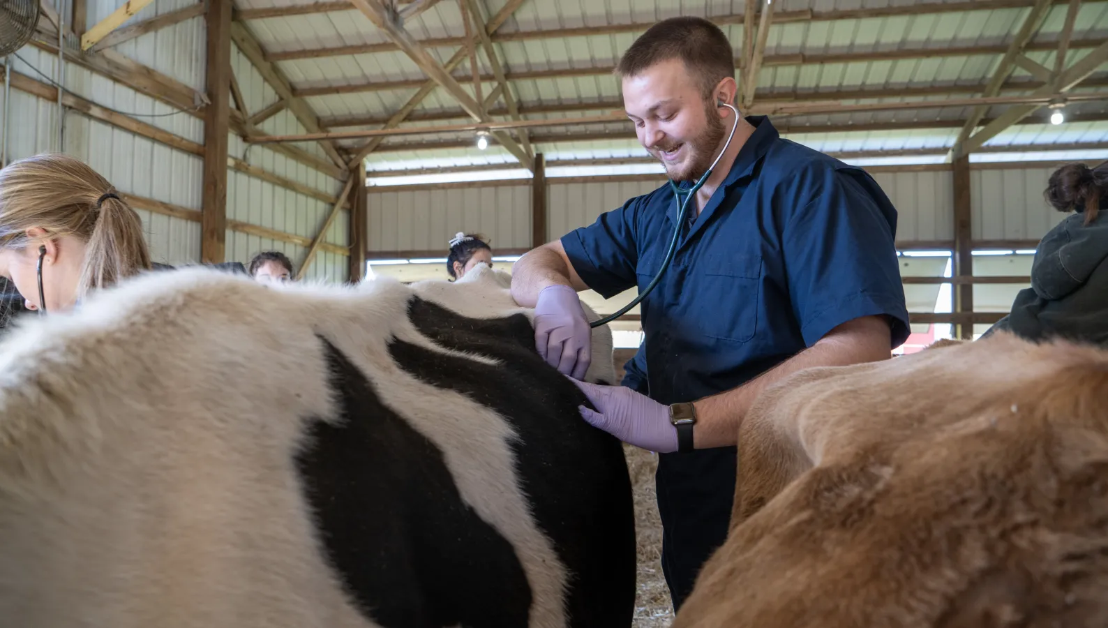 smiling male student with stethoscope and cow