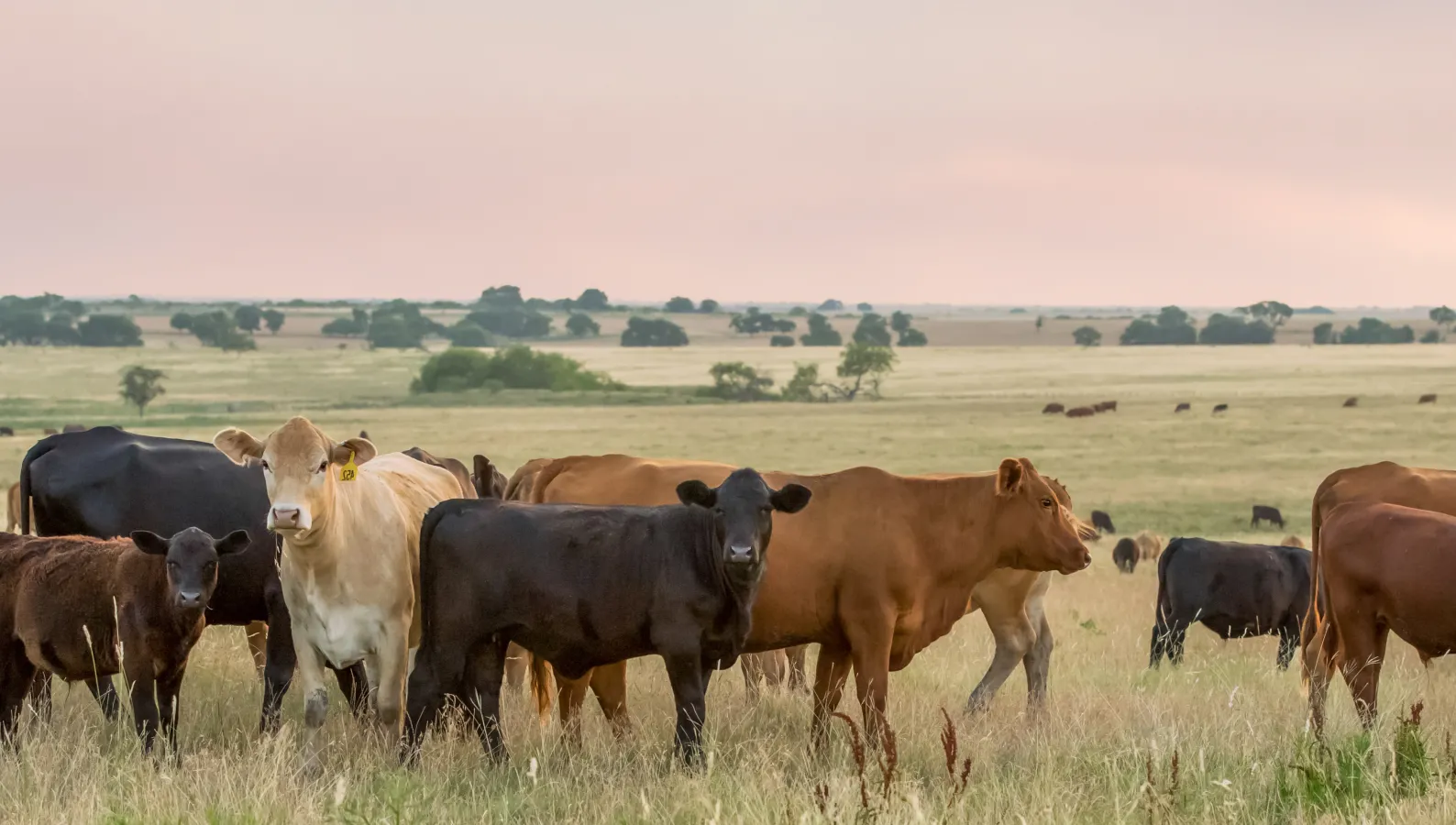 beef cattle in a pasture