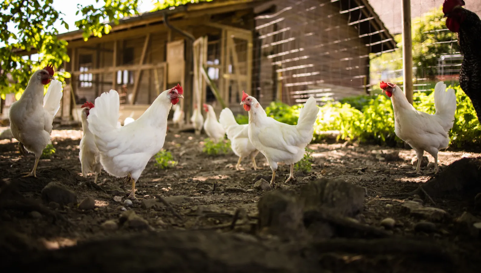 backyard flock of chickens