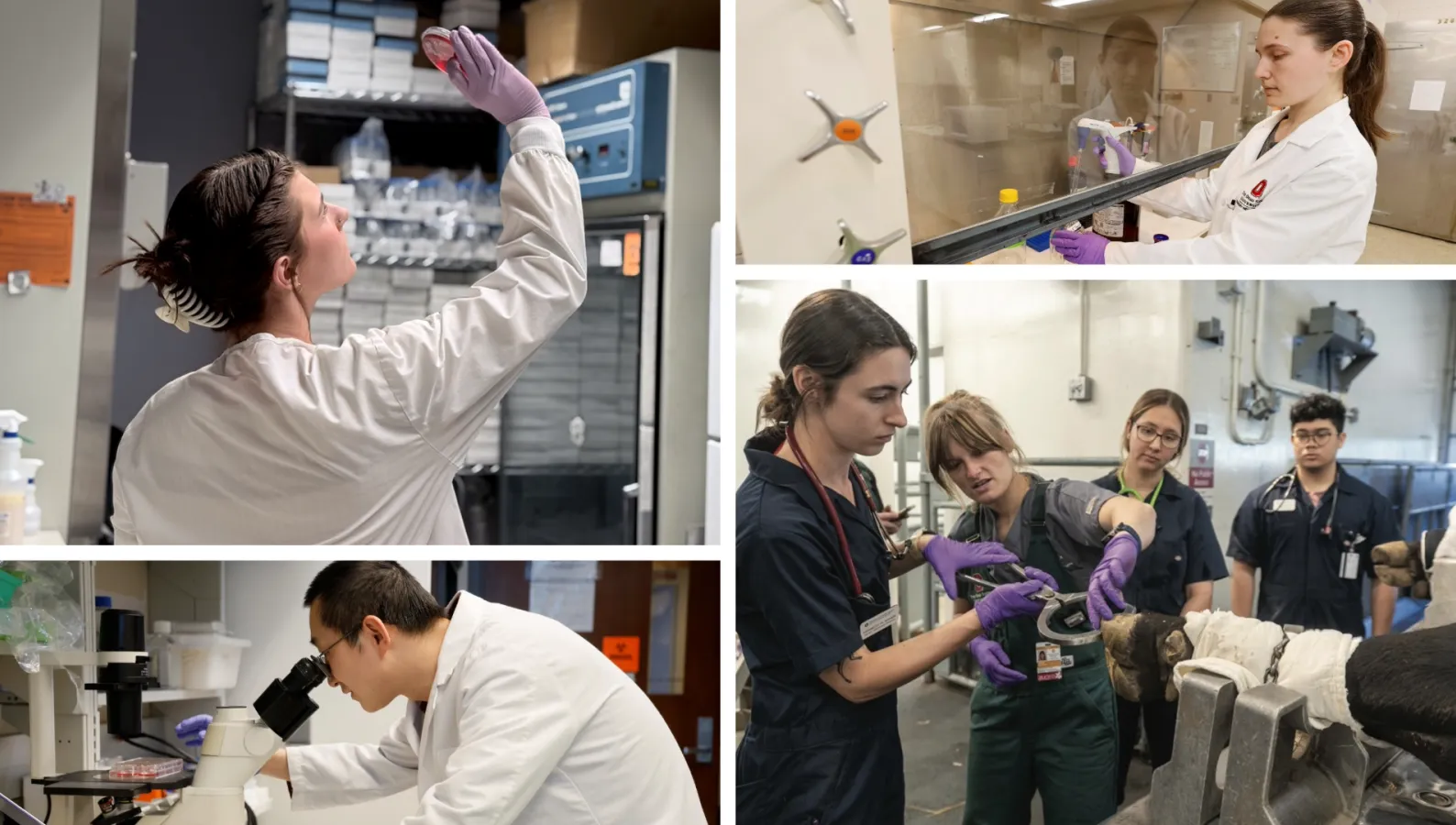 collage of photos showing students and residents working in clinical and research settings