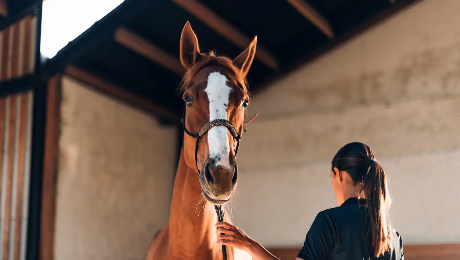 brown and white horse in a barn with woman