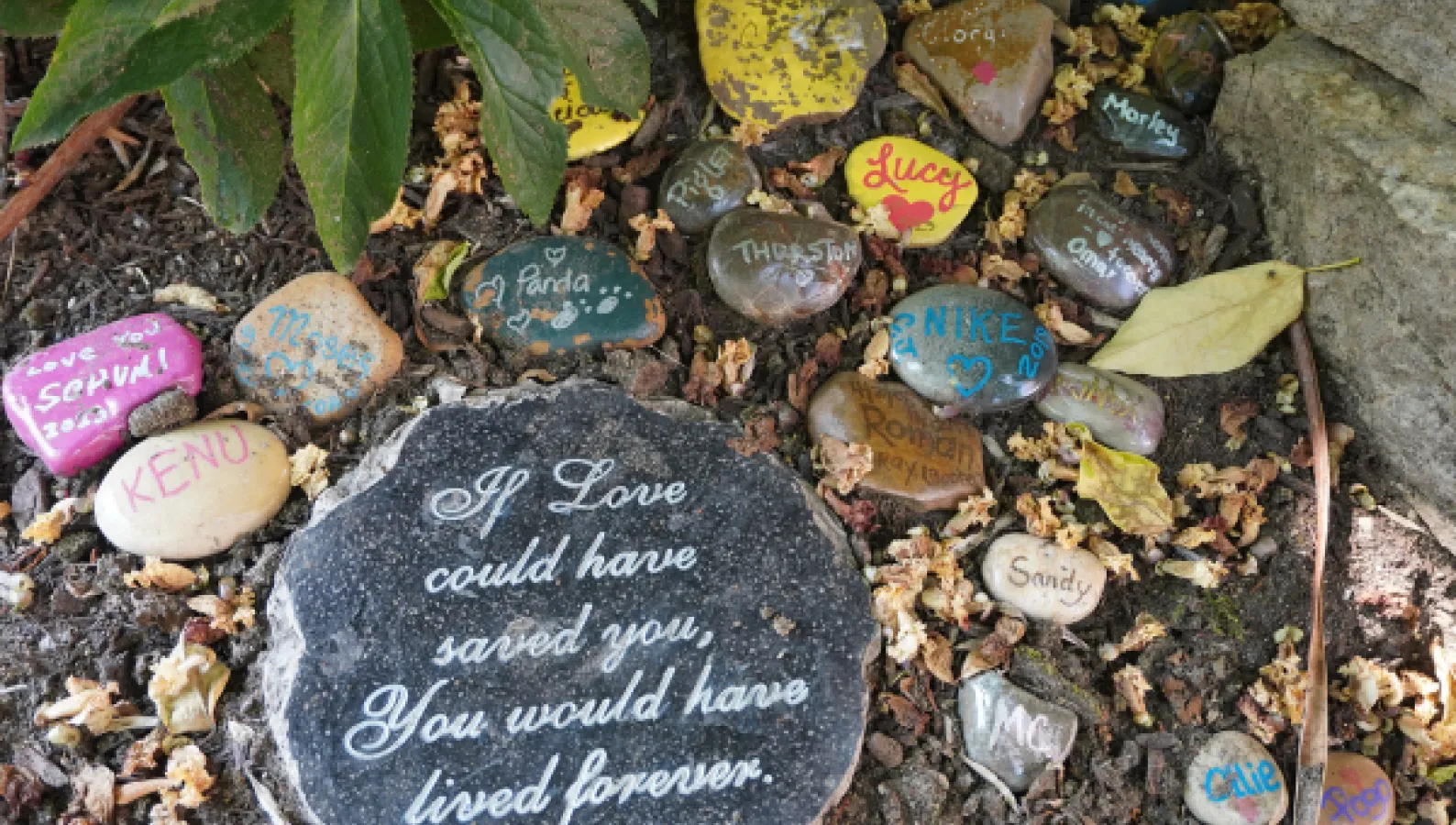 stones with pet names and a stone with text "if love could have save you you would have lived forever"