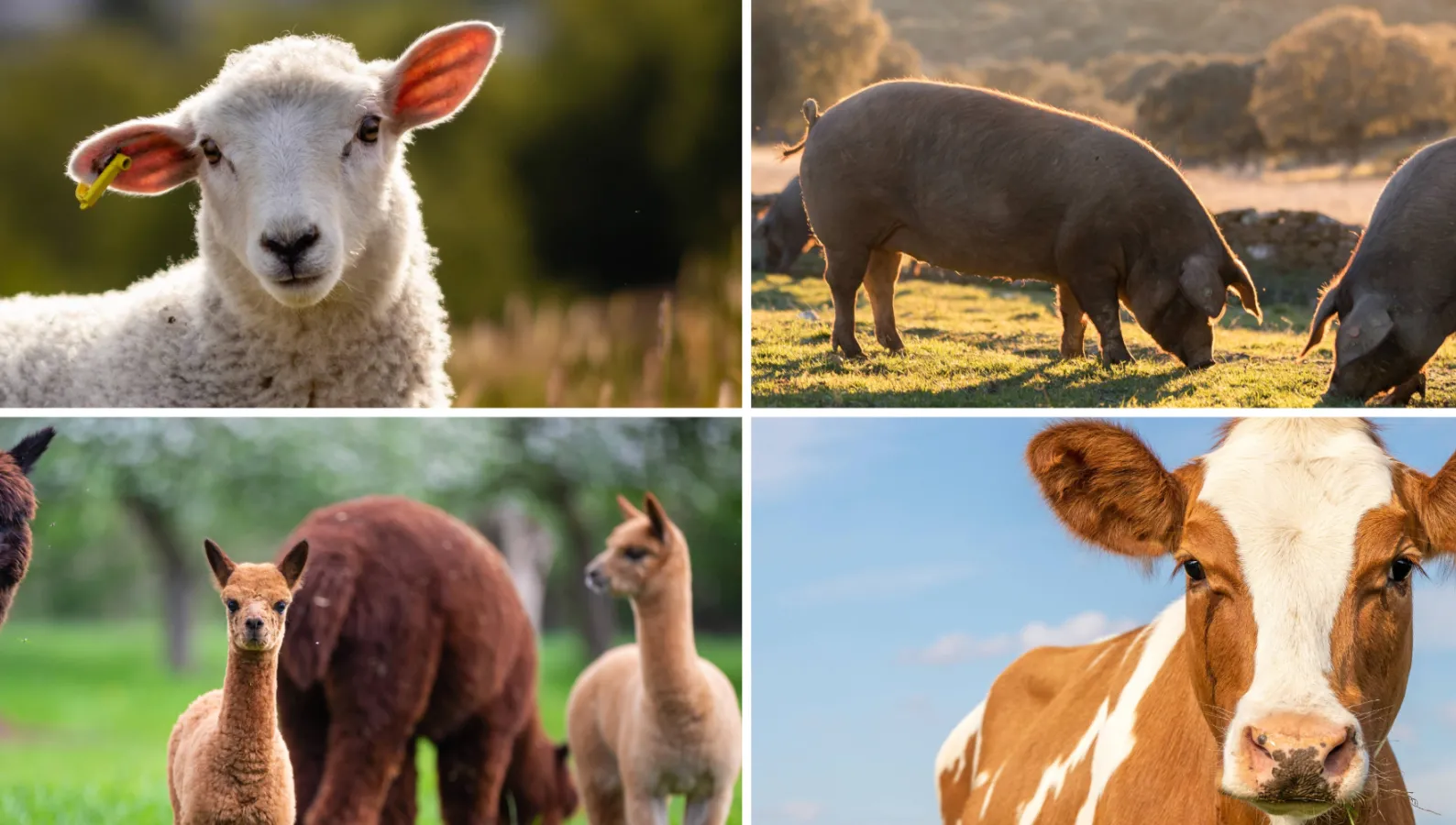 photo collage showing sheep, pig, alpaca and cow