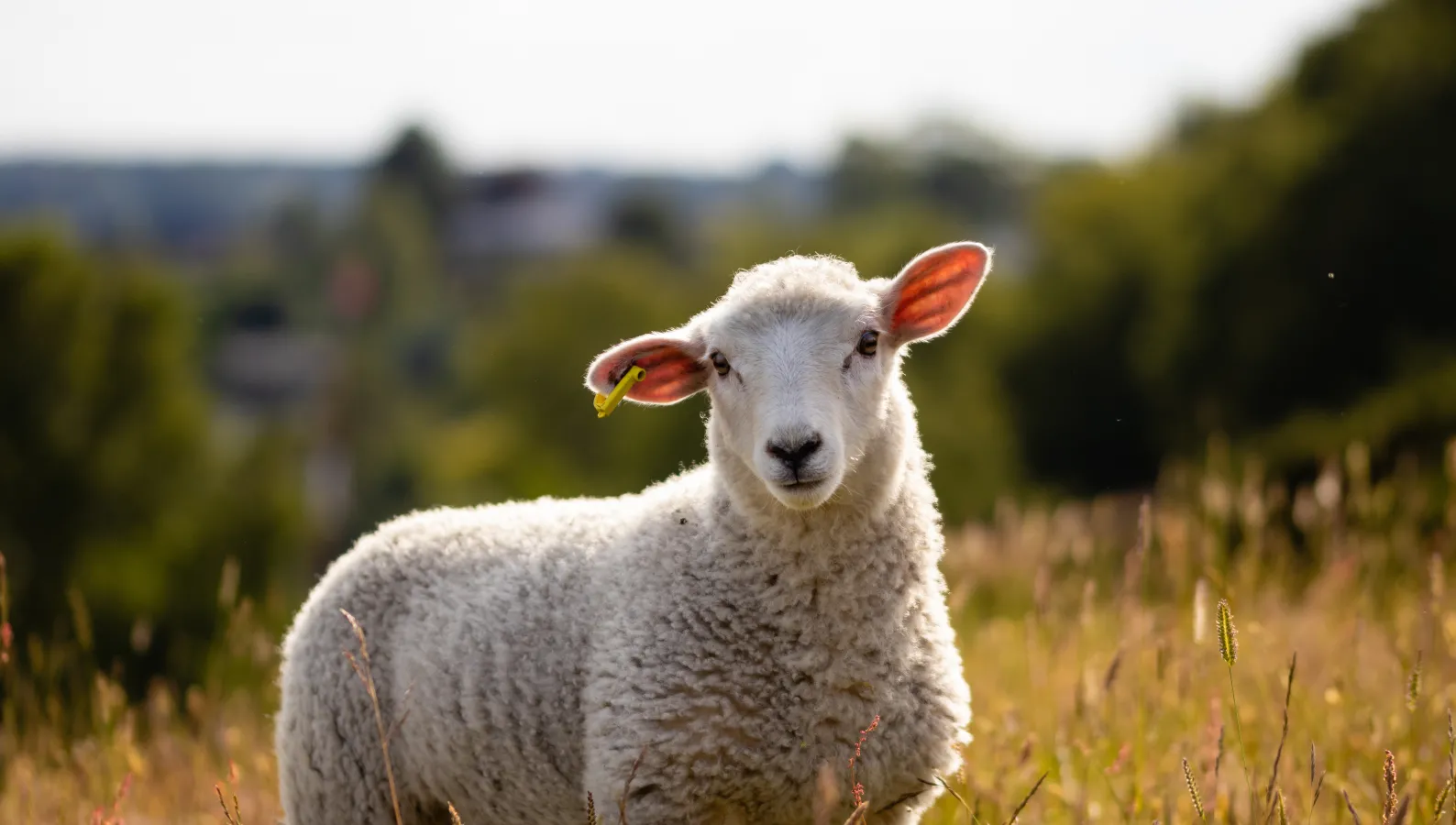  sheep in green pasture