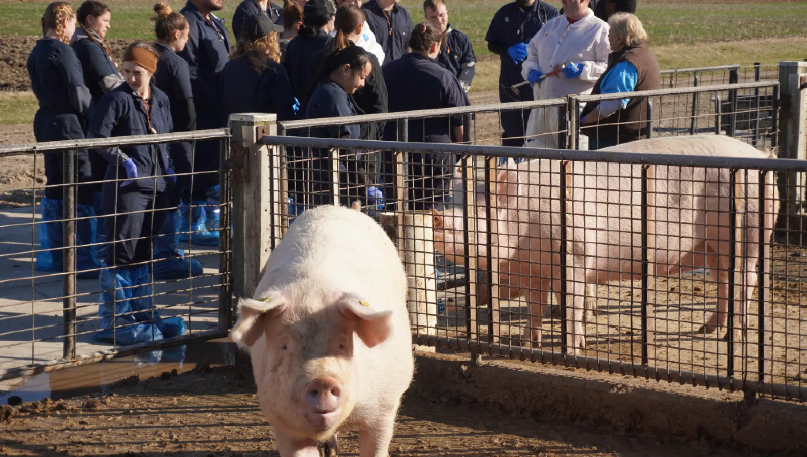 two pigs next to veterinary students and faculty standing outside