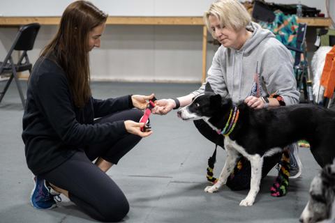 Dr Markley putting a sensor on a dog 