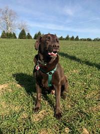 A dog sitting in a field