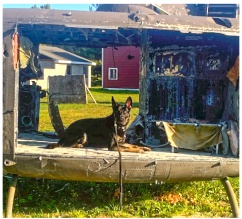 Rambo hard at work during training with the Logan County Police Department. 